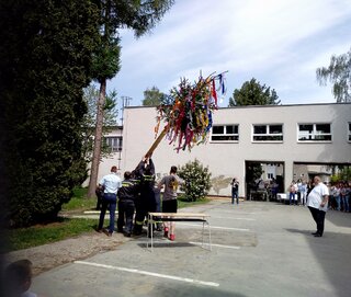 majales10