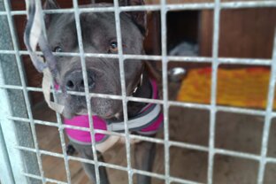 Zväčšiť fotografiu - 